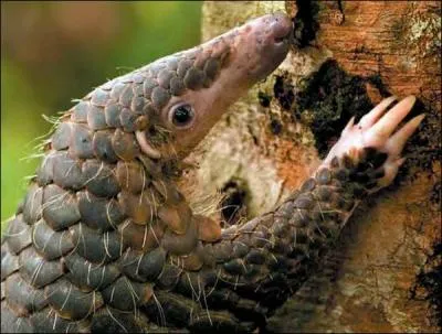 Animal d'Afrique et d'Asie, en grand danger !