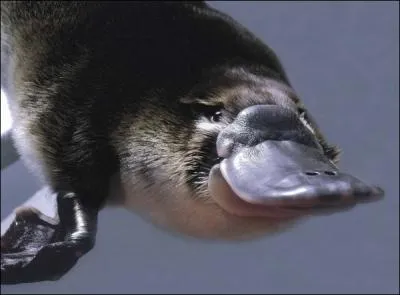 Il a un bec, c'est donc normal qu'il ponde des oeufs, non ?