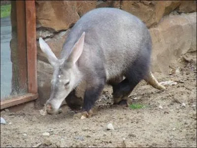 Vous le trouvez bizarre, et bien son nom l'est aussi !