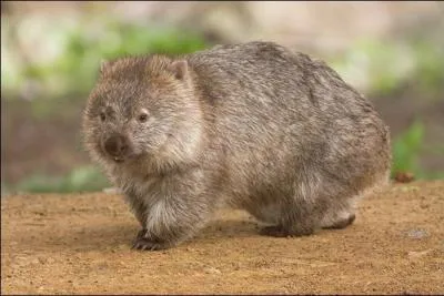 Sympathique, mais en danger, il vit en Australie !