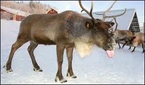 Cet animal au pluriel vous donnera le nom d'une ville prfecture ...