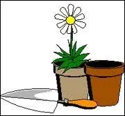 Le contenant de cette fleur est l'homonyme d'une ville de la rgion ...