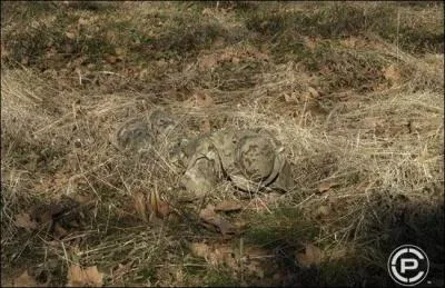 Regardez attentivement, o est-il ?