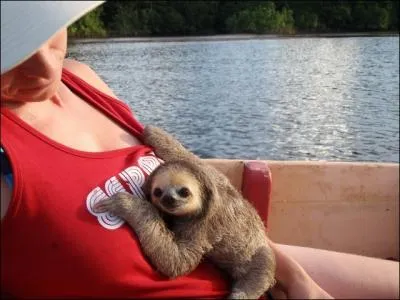 Un peu plus difficile, combien de lettres dans le nom de ce cousin de l'unau ?