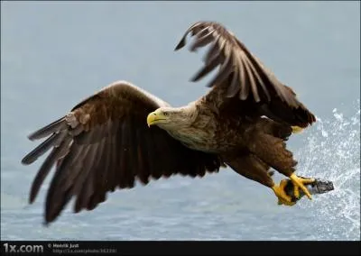 Trouvez le nombres de lettres contenues dans le nom du petit de ce rapace !