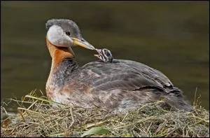Et combien dans le nom de cet oiseau, amateur de poissons ?