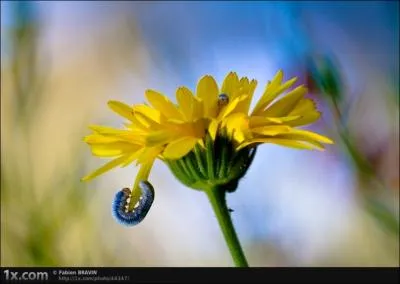 C'est le nom qu'elle porte dans le stade prcdant son cocon !