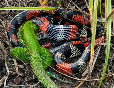 Peu de lettres, mais extrmement venimeux, ce serpent !
