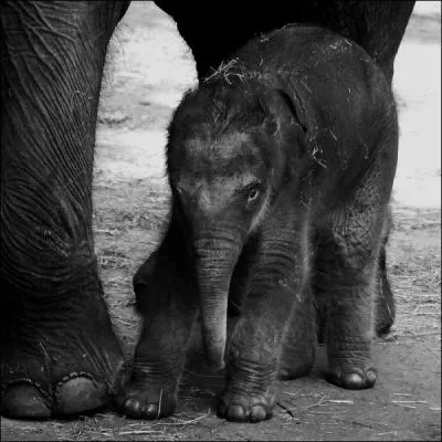 Combien de lettres comptez-vous dans le nom de ce jeune animal ?