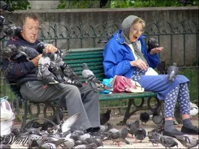 Pour eux, pas question de vivre  la maison blanche, mais sur le banc vert. Satans pigeons.