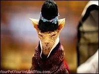 Avez-vous vu le nouveau chapeau de Zozo ?