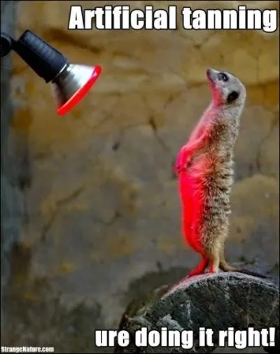 Il avait du poil aux pattes ... Flicie aussi !