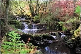 Une belle légende dit que lorsque les fées furent chassées de Brocéliande (on ne sait pourquoi), leurs larmes créèrent...