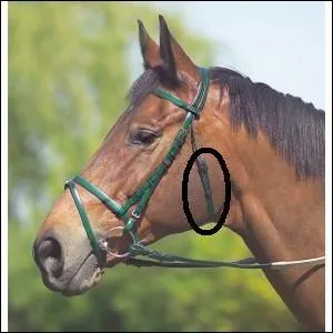 Quelle est cette partie du filet ?