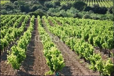 Dans quel dpartement les vins de Corbires sont-ils produits ?