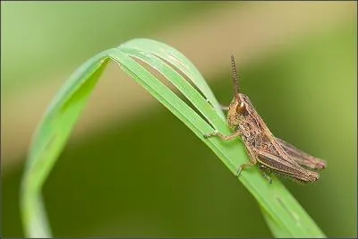 Quand il pousse son cri on dit que le criquet...