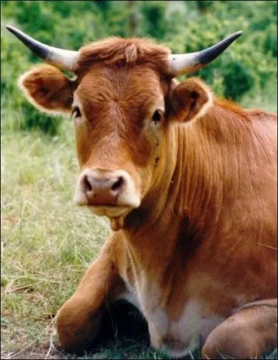 Qu'est-ce que les amourettes chez le buf ?