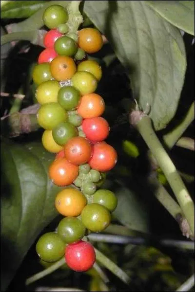 Lequel de ces poivres est fait  partir d'un piment ?