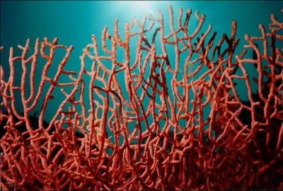 En gastronomie, qu'est-ce que le corail ?