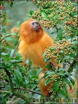 Qu'est-ce que le tamarin ?