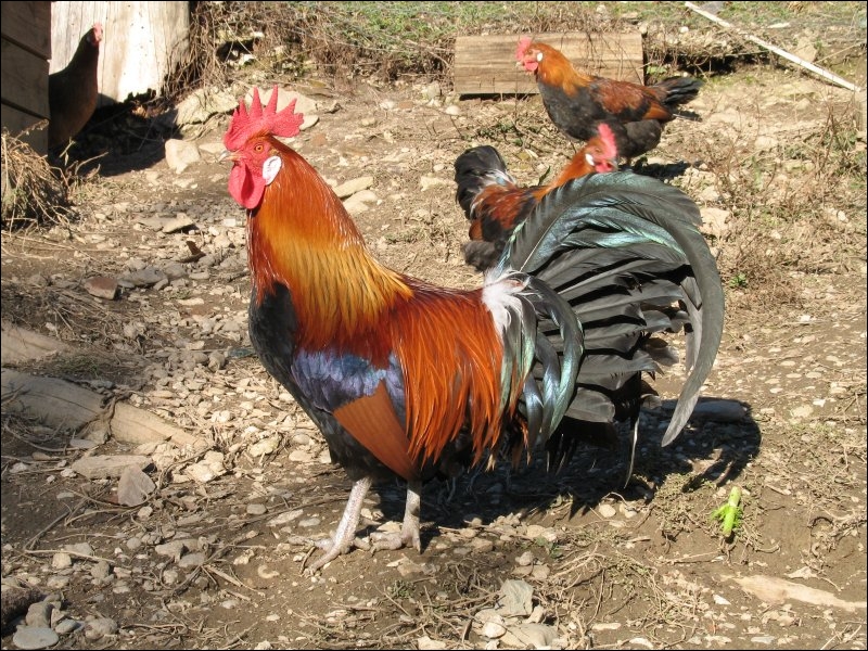 quel est animal embleme de la france