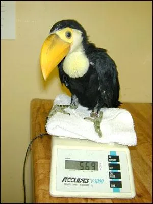 Enclav entre le Guyana et la Guyane franaise !