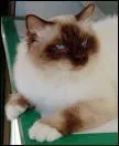 Quelle est la race de ce chat ?
