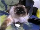 Quelle est la race de ce chat ?