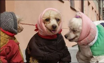 Dans les sketchs des Vamps, on entend souvent leurs prnoms, quels sont-ils ?