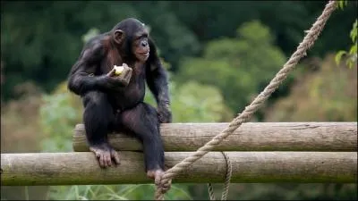 Dans ce film, le chimpanz s'appelle Mookie, deux acteurs font la route avec lui, Eric Cantona et ...