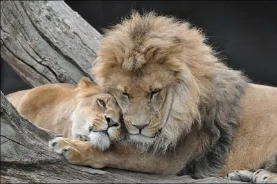 Dans le film  Safari , elle accompagne Kad Merad et Lionel Abelanski !