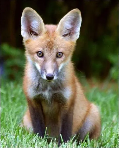 Elle tient le rle principal adulte et est la narratrice du film de Luc Jacquet  Le Renard et L'Enfant  !