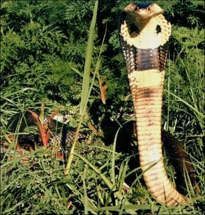 Que ce soit en recherchant une arche perdue ou en fouillant les profondeurs des pyramides, son personnage a une sainte horreur des serpents !