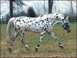 Quelle est cette race ?