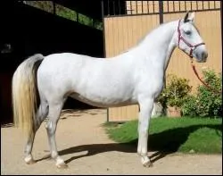 Quelle est cette race ?