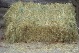 Quel est ce fourrage ?