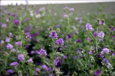 Quelle est cette herbe ?