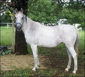 Le  Missouris fox trotter  existe