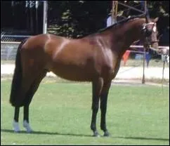 Moi, j'ai un poney de race poney australien , cela est-il possible ?