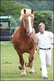 Un  Schlewig  ! Est-ce possible ?