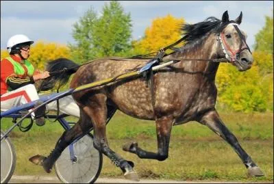 Le  Trotteur d'Orlov  , a disparu :