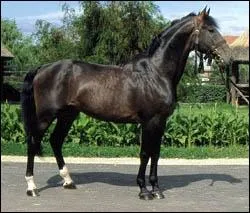  Nonius , c'est le nom d'une race de cheval.