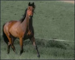 Le Strelets , existe .