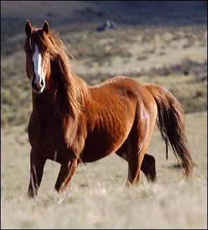 Est-ce que le  Brumby  existe