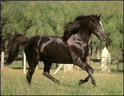 L Aztque , est-ce une race ?