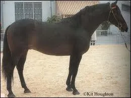 Le  Calabrese  existe bien.