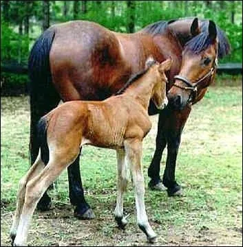 Le  Bai de Cleveland  est une race qui a aujourd'hui disparu