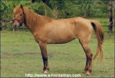 Le  Batak  alors, disparu ou pas ?