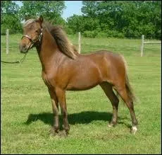 Le  Zemaituka  existe.