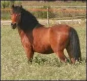 Pour finir, le  Garrano  existe-t-il ?